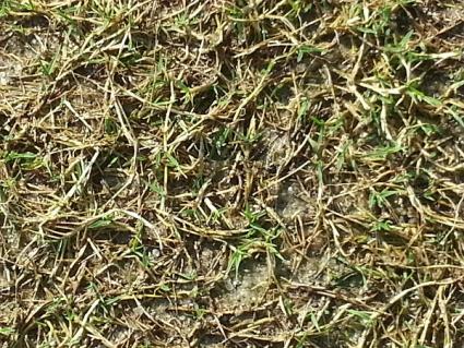Why Dried Bermuda Grass Can Be Good for Rabbits: