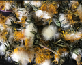 Dendalion dried  🌼 flower