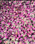 Rose buds