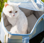 Fashionable out-Going Portable Takeaway Diagonal Breathable Dog Cat Pet Carrier