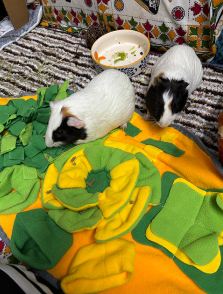 Forage Mat – Fun &amp; Enrichment