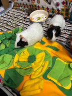 Forage Mat – Fun &amp; Enrichment